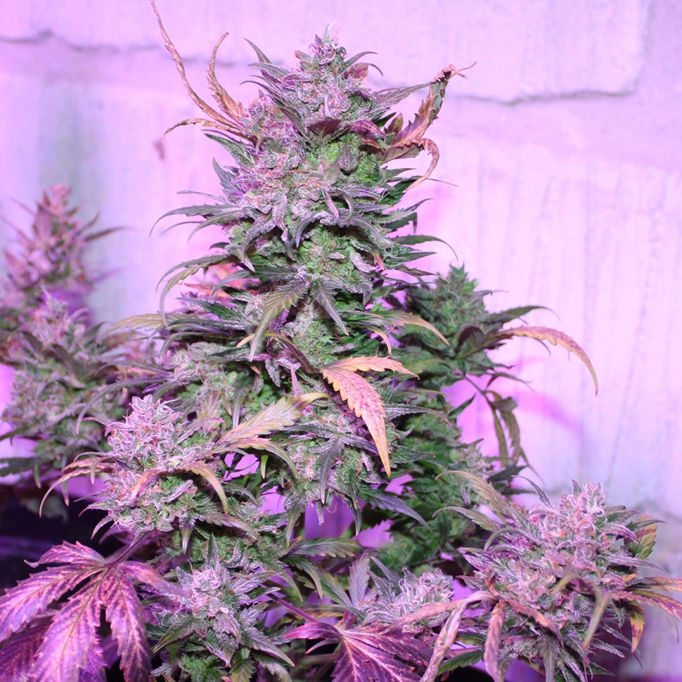 купить семена конопли Киев Auto AK 47 feminised купить семена конопли Киев Auto AK 47 feminised