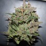купить семена афганской конопли Auto AK 47 feminised купить семена афганской конопли Auto AK 47 feminised