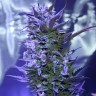 купить урожайные семена конопли Auto AK 47 feminised купить урожайные семена конопли Auto AK 47 feminised