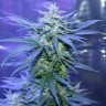купить семена конопли f1 в оригинальной упаковке Auto AK 47 feminised купить семена конопли f1 в оригинальной упаковке Auto AK 47 feminised