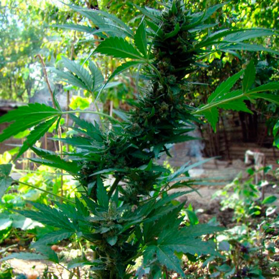 Семена марихуаны Auto AK 47 Семена марихуаны Auto AK 47