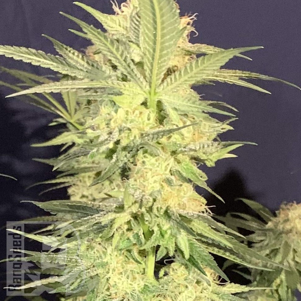 Семена ганжа  Amnesia Lemon regular Ganja Seeds