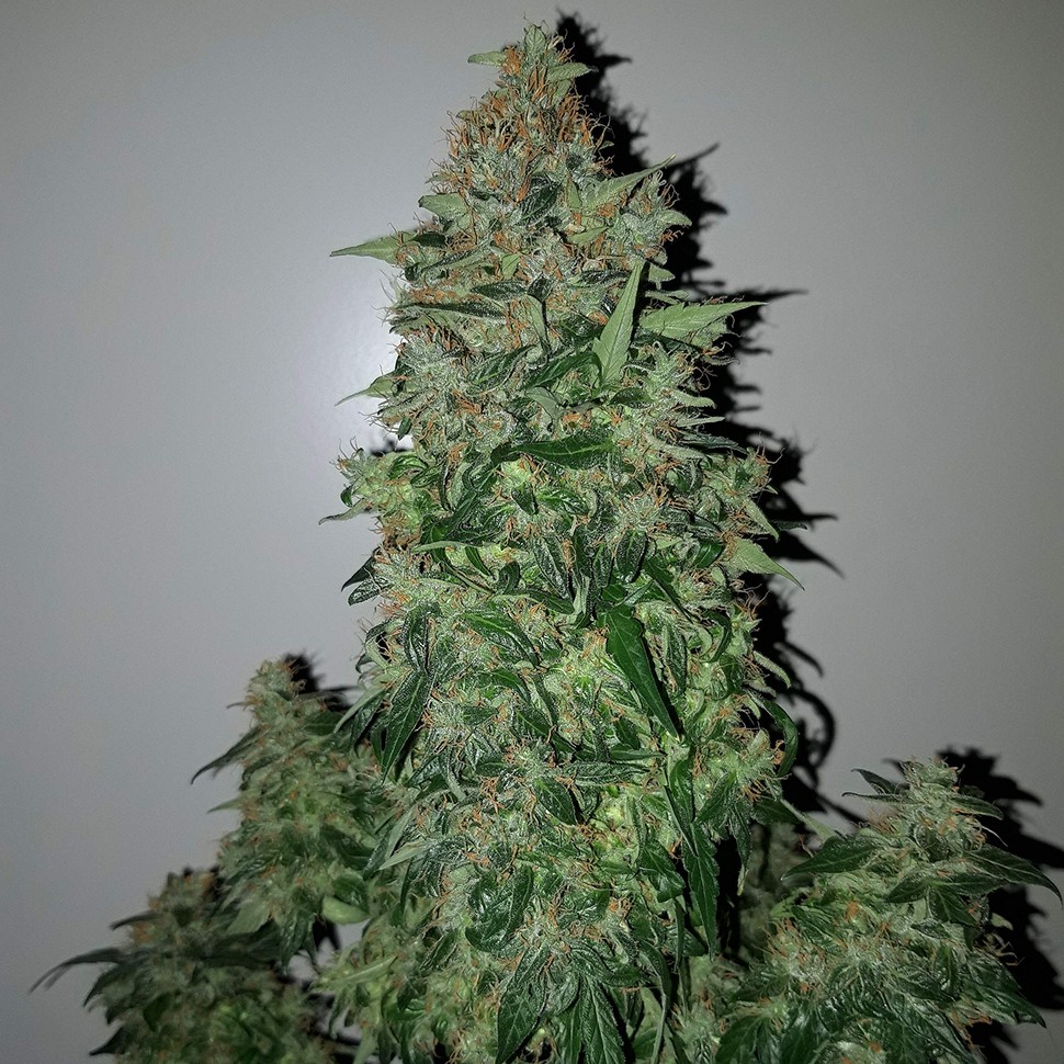 Семена марихуаны  Auto Big Angel feminised Victory Seeds