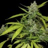 купить семена индийской конопли Auto Blueberry x Blue Mystic feminised купить семена индийской конопли Auto Blueberry x Blue Mystic feminised