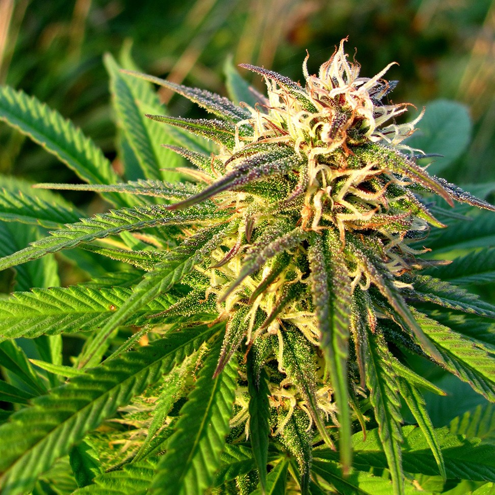 купить семена конопли в интернете Auto Blueberry x Blue Mystic feminised купить семена конопли в интернете Auto Blueberry x Blue Mystic feminised