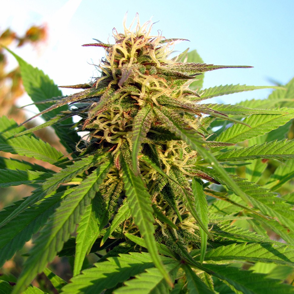 купить семена конопли Auto Blueberry x Blue Mystic feminised купить семена конопли Auto Blueberry x Blue Mystic feminised