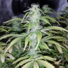 купить семена конопли шишкин Auto Blueberry x Blue Mystic feminised купить семена конопли шишкин Auto Blueberry x Blue Mystic feminised