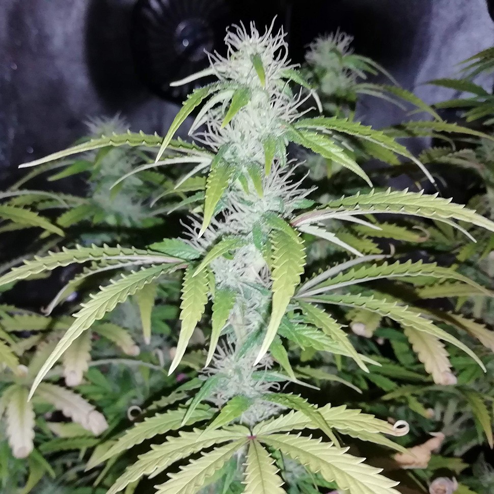 купить семена конопли шишкин Auto Blueberry x Blue Mystic feminised купить семена конопли шишкин Auto Blueberry x Blue Mystic feminised
