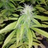 купить семена конопли недорого Auto Blueberry x Blue Mystic feminised купить семена конопли недорого Auto Blueberry x Blue Mystic feminised