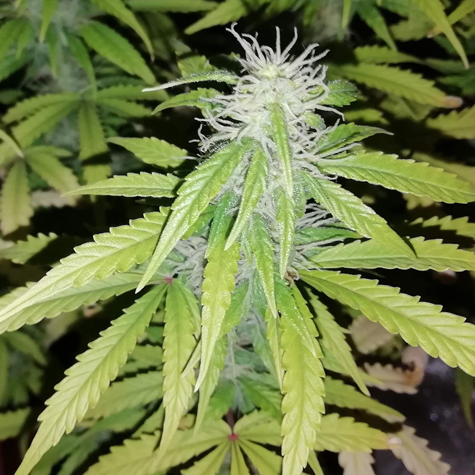 купить семена конопли недорого Auto Blueberry x Blue Mystic feminised купить семена конопли недорого Auto Blueberry x Blue Mystic feminised