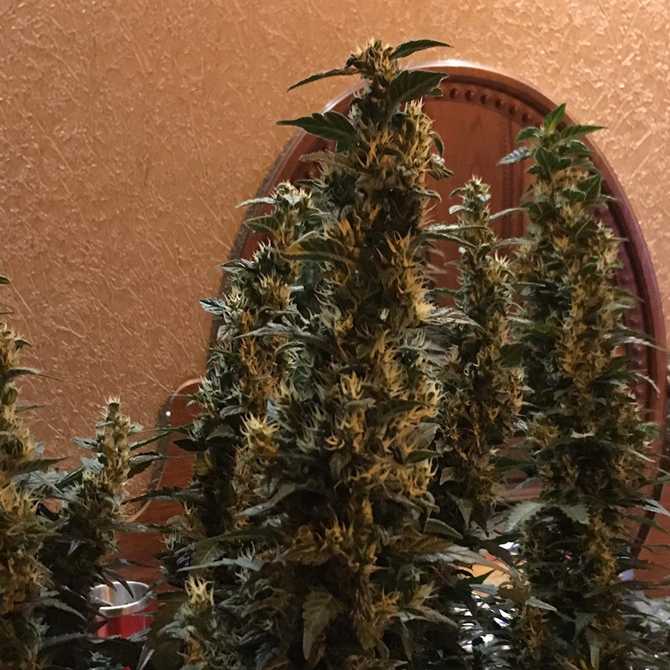 купить урожайные семена конопли Auto Blueberry x Blue Mystic feminised купить урожайные семена конопли Auto Blueberry x Blue Mystic feminised
