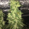 купить качественные семена конопли Auto Blueberry x Blue Mystic feminised купить качественные семена конопли Auto Blueberry x Blue Mystic feminised