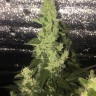 купить семена конопли феминизированные Auto Blueberry x Blue Mystic feminised купить семена конопли феминизированные Auto Blueberry x Blue Mystic feminised