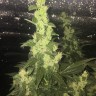 купить семена конопли с доставкой Auto Blueberry x Blue Mystic feminised купить семена конопли с доставкой Auto Blueberry x Blue Mystic feminised