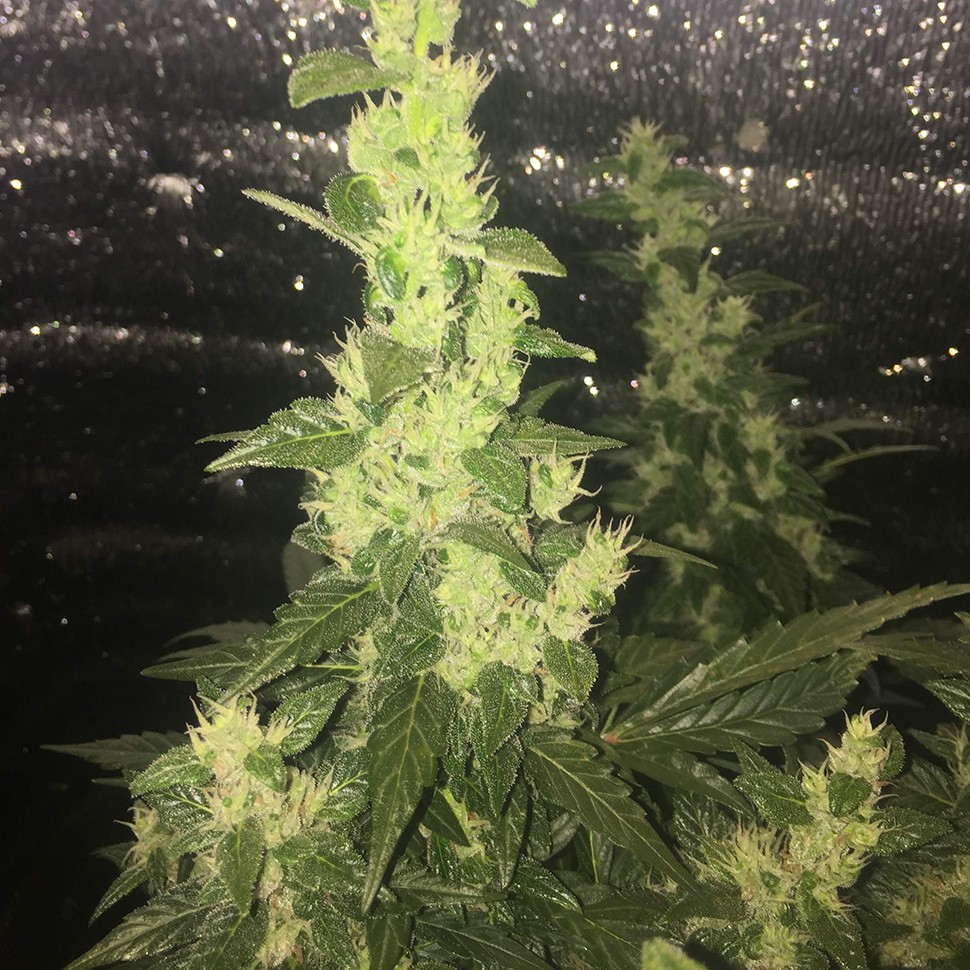 купить семена конопли с доставкой Auto Blueberry x Blue Mystic feminised купить семена конопли с доставкой Auto Blueberry x Blue Mystic feminised
