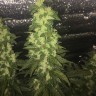 купить семена сортовой конопли Auto Blueberry x Blue Mystic feminised купить семена сортовой конопли Auto Blueberry x Blue Mystic feminised