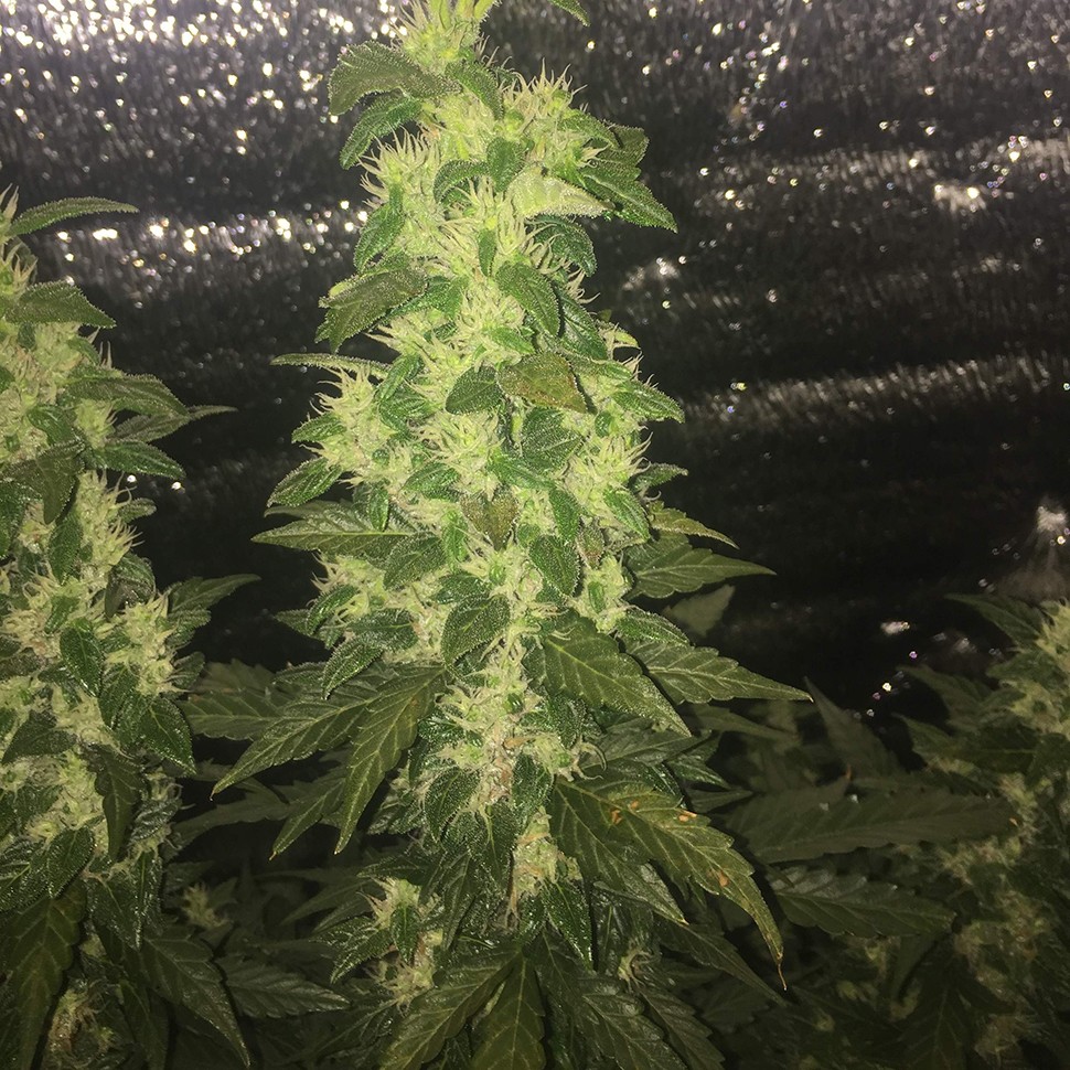 купить семена сортовой конопли Auto Blueberry x Blue Mystic feminised купить семена сортовой конопли Auto Blueberry x Blue Mystic feminised