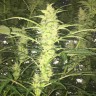 купить семена конопли f1 в оригинальной упаковке Auto Blueberry x Blue Mystic feminised купить семена конопли f1 в оригинальной упаковке Auto Blueberry x Blue Mystic feminised