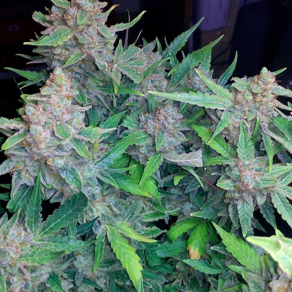 купить автоцветущие семена конопли Auto Blueberry x Blue Mystic feminised купить автоцветущие семена конопли Auto Blueberry x Blue Mystic feminised
