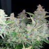 купить семена конопли интернет магазин Auto Blueberry x Blue Mystic feminised купить семена конопли интернет магазин Auto Blueberry x Blue Mystic feminised