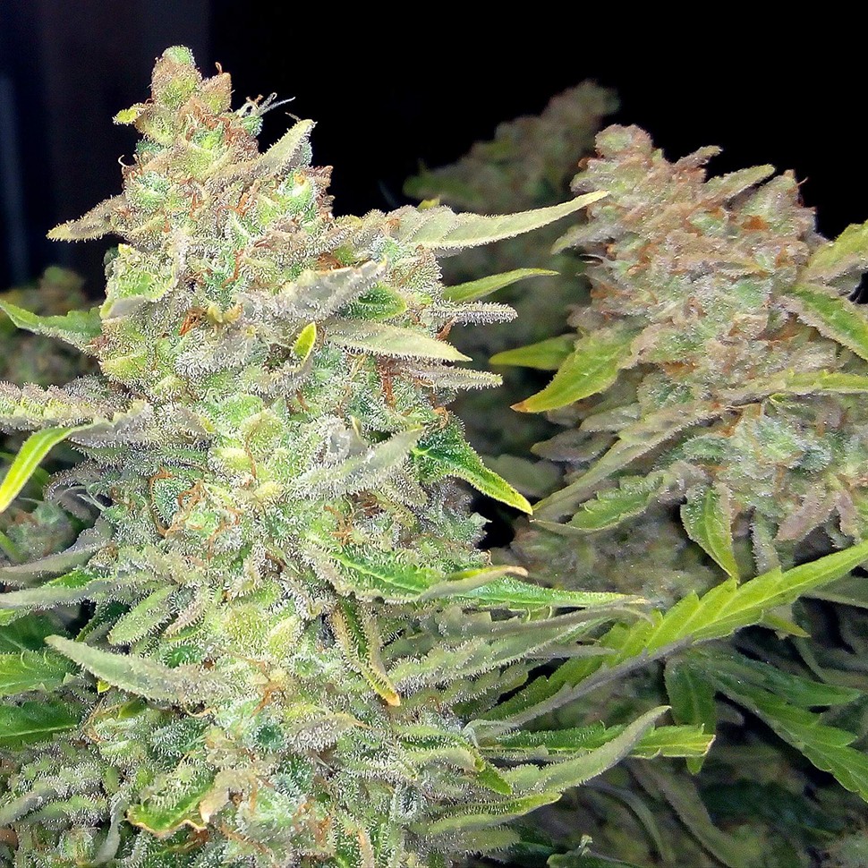 Семена каннабиса Auto Blueberry x Blue Mystic feminised Ganja Seeds