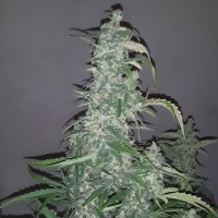 Auto Wappa feminised Ganja Seeds
