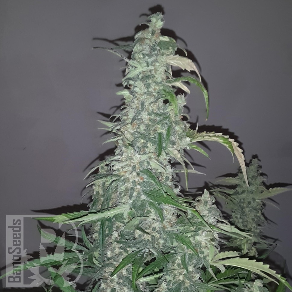 Семена каннабиса Auto Wappa feminised Ganja Seeds