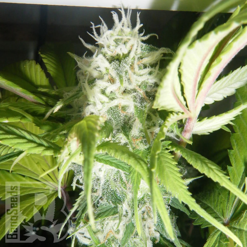 Семена марихуаны Puta Madre Kush feminised Ganja Seeds