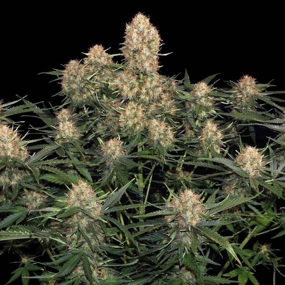 Семена каннабиса Original Skunk feminised Ganja Seeds