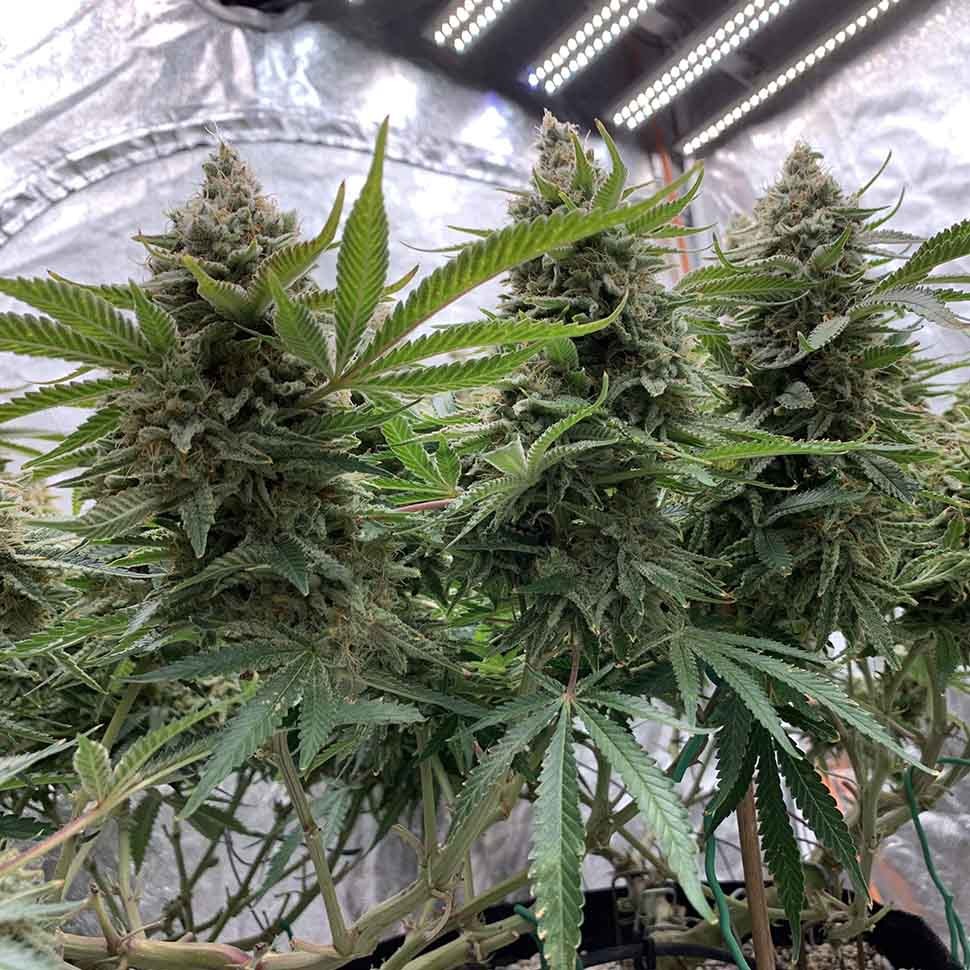 заказать семена конопли автоцвет Auto Sweet Special reg заказать семена конопли автоцвет Auto Sweet Special reg