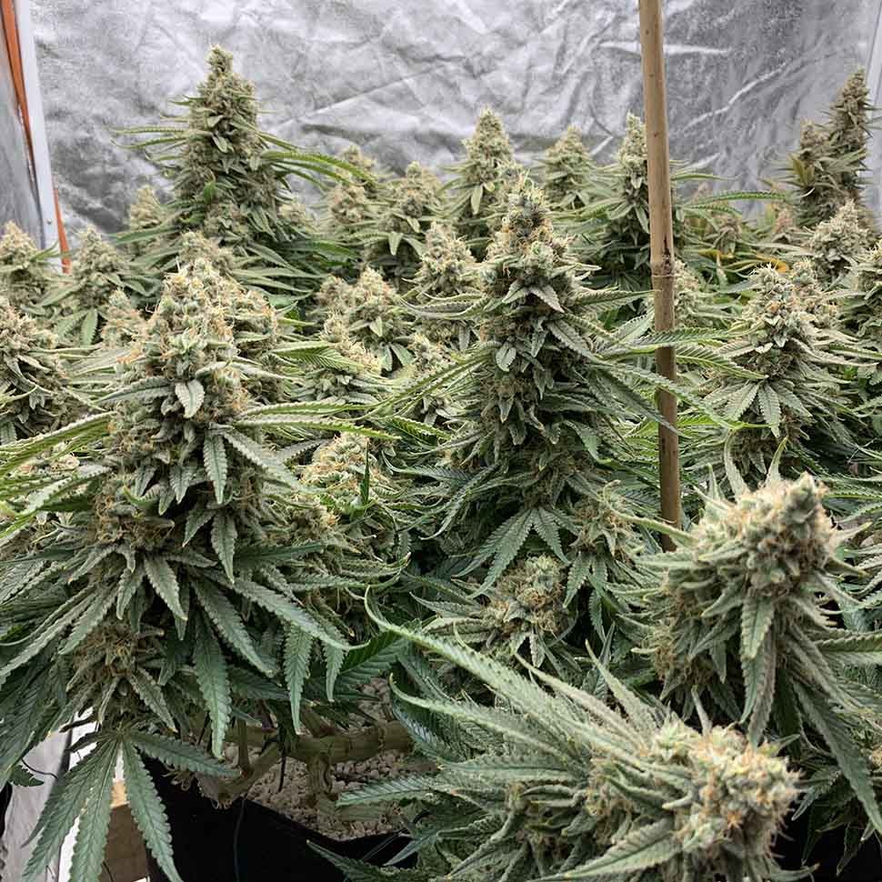 заказать хорошие семена конопли Auto Sweet Special reg заказать хорошие семена конопли Auto Sweet Special reg