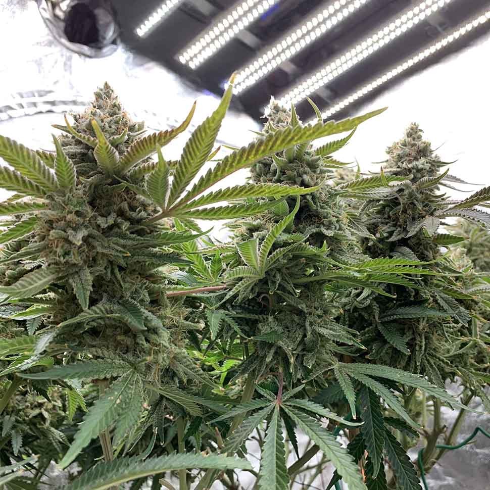 заказать семена конопли Казахстан Auto Sweet Special reg заказать семена конопли Казахстан Auto Sweet Special reg