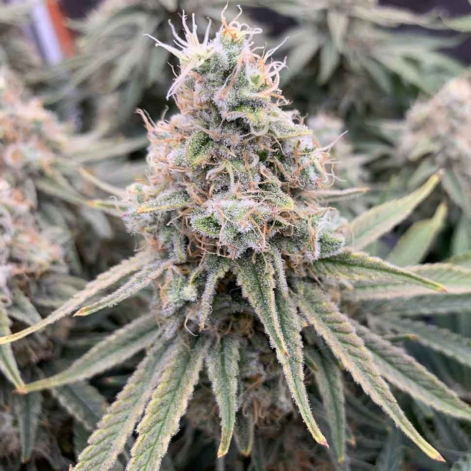 Семена конопли Auto Sweet Special regular Ganja Seeds