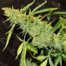 Семена Northern Lights x White Widow feminised Ganja Seeds Семена Northern Lights x White Widow feminised Ganja Seeds