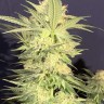Семена Northern Lights x White Widow feminised Ganja Seeds Семена Northern Lights x White Widow feminised Ganja Seeds