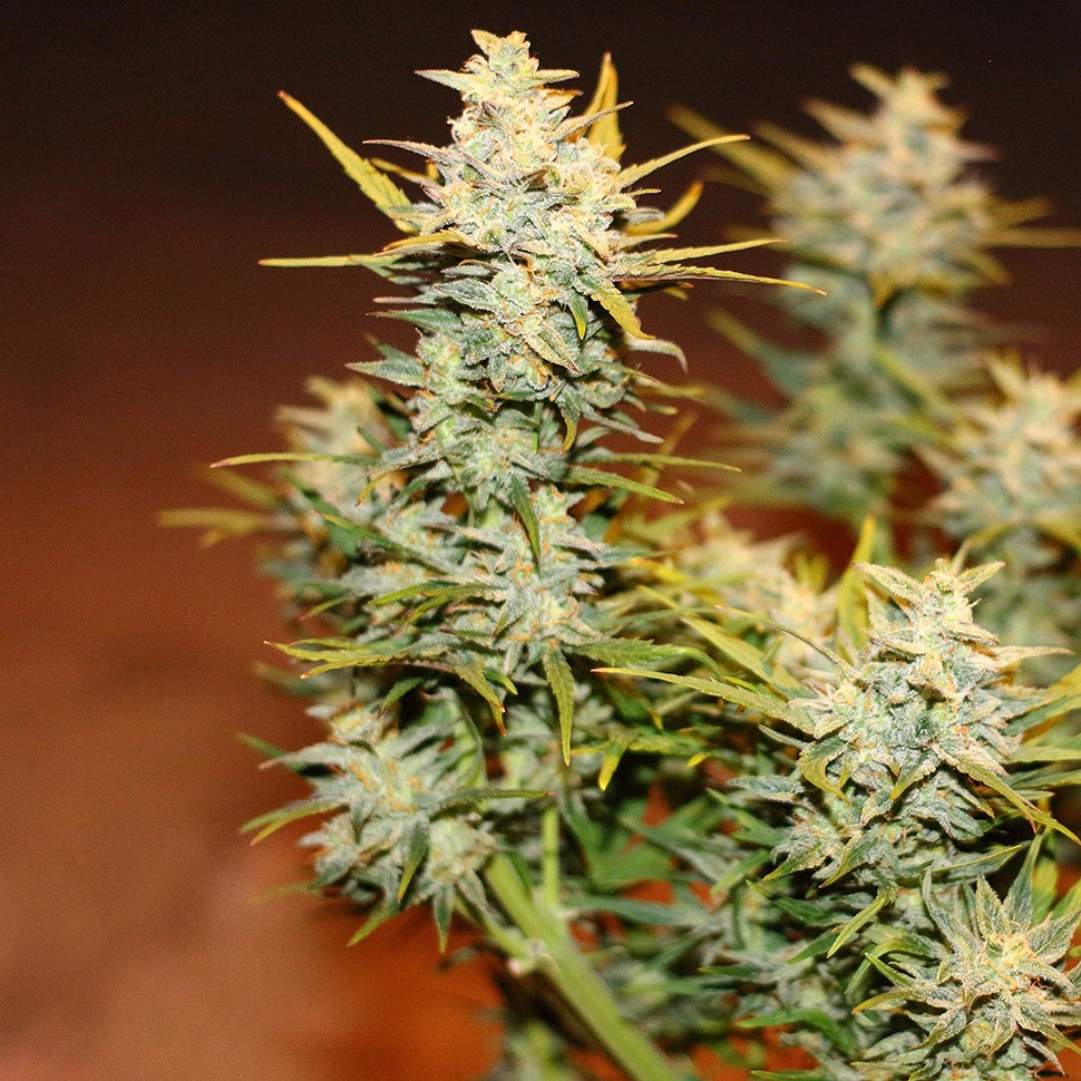 Семена каннабиса Auto Dolche Cheese feminised Ganja Seeds