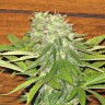 купить семена конопли в Украине Auto Dolche Cheese feminised купить семена конопли в Украине Auto Dolche Cheese feminised