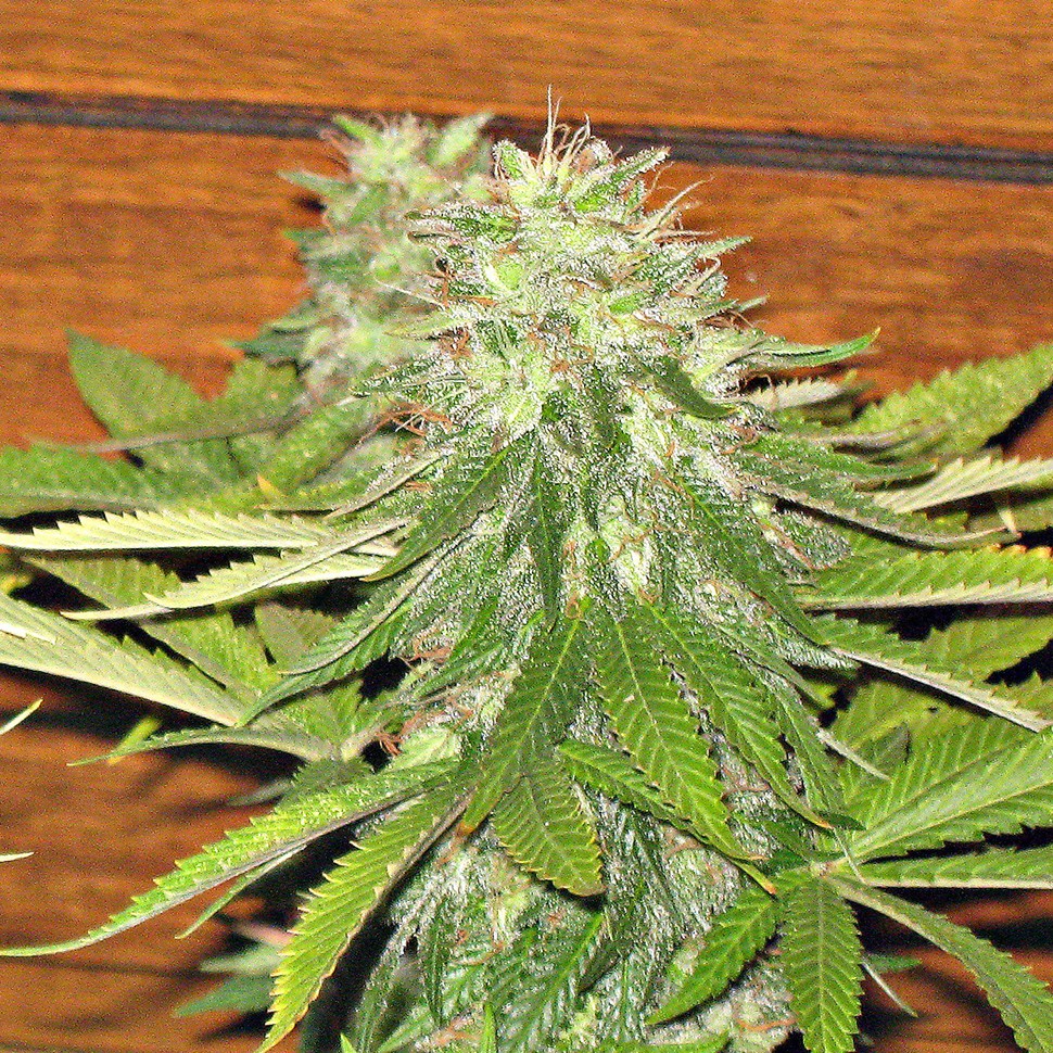 купить семена конопли в Украине Auto Dolche Cheese feminised купить семена конопли в Украине Auto Dolche Cheese feminised