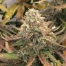 купить семена конопли недорого Auto Dolche Cheese feminised купить семена конопли недорого Auto Dolche Cheese feminised