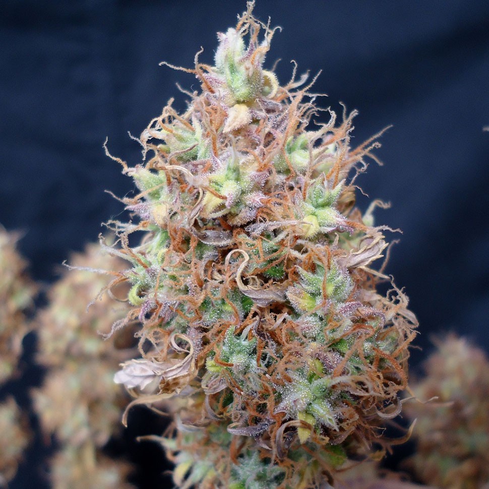 Семена ганжа Auto Malana Bomb feminised Ganja Seeds