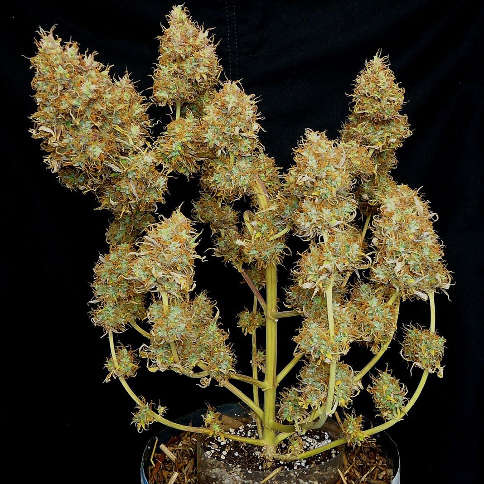 купить семена конопли в интернете Auto Malana Bomb feminised купить семена конопли в интернете Auto Malana Bomb feminised