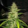 семена конопли наложенным платежом Auto Biggest Bud feminised Victory Seeds семена конопли наложенным платежом Auto Biggest Bud feminised Victory Seeds