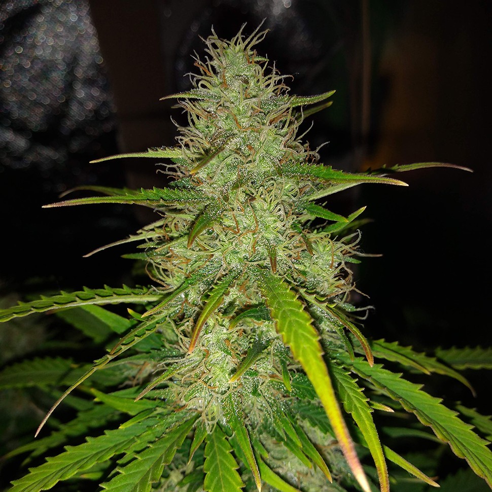 семена конопли для курения Auto Biggest Bud feminised Victory Seeds семена конопли для курения Auto Biggest Bud feminised Victory Seeds