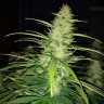 семена конопли для выращивания Auto Biggest Bud feminised Victory Seeds семена конопли для выращивания Auto Biggest Bud feminised Victory Seeds