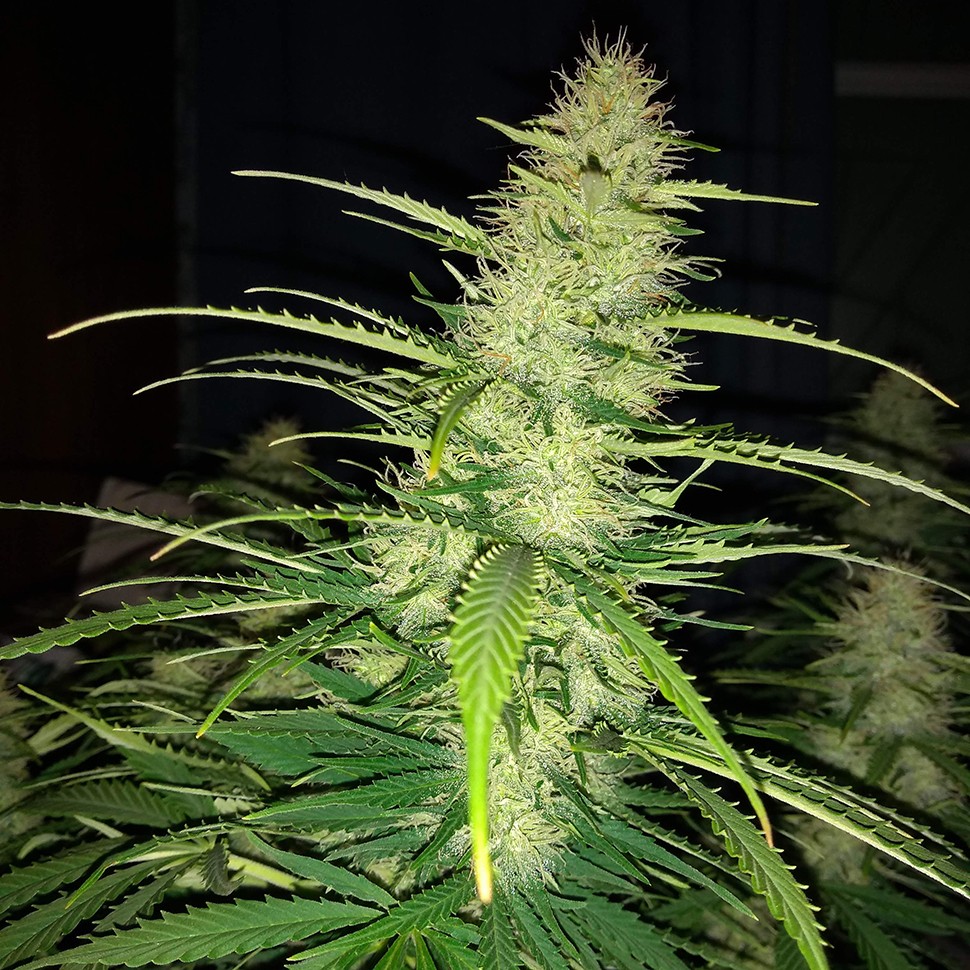 Семена каннабиса Auto Biggest Bud feminised Victory Seeds