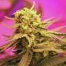 Семена марихуаны Auto California Orange feminised Ganja Seeds Семена марихуаны Auto California Orange feminised Ganja Seeds