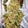 Семена конопли Auto California Orange feminised Ganja Seeds Семена конопли Auto California Orange feminised Ganja Seeds
