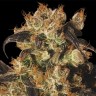 Семена конопли Auto White Berry feminised Ganja Seeds Семена конопли Auto White Berry feminised Ganja Seeds