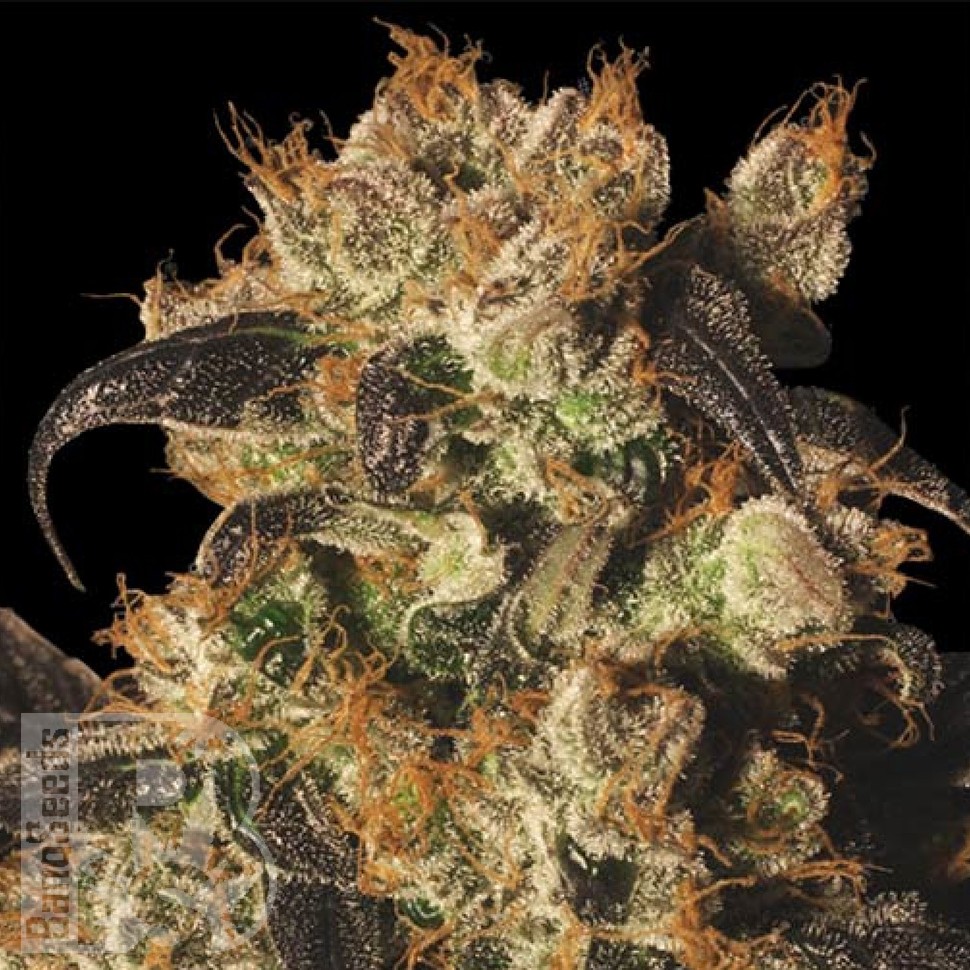 Семена марихуаны Auto White Berry feminised Ganja Seeds