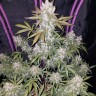 Семена марихуаны Auto White Berry feminised Ganja Seeds Семена марихуаны Auto White Berry feminised Ganja Seeds